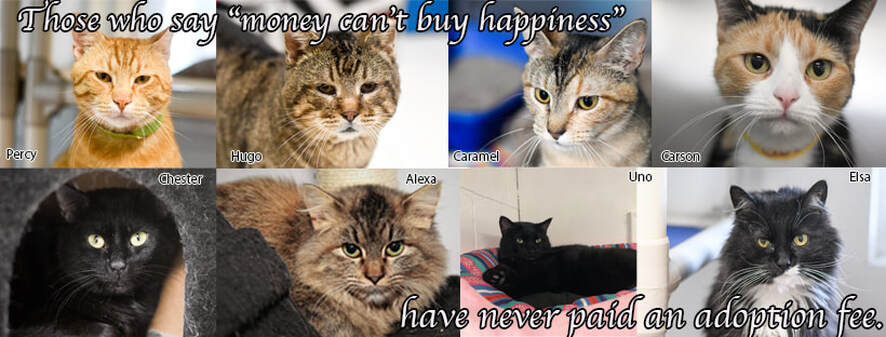 Carson Shelter Cats for Adoption
